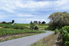 dans les vignes