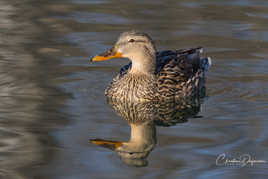 Canard colvert
