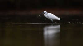 Un poissonnet au menu de la garzette