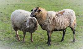 la laine d'hiver (l'haleine divers)