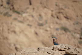 Rollier Indien (Oman)