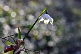 Jaillissement printanier