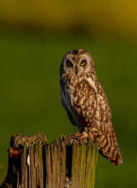 Le regard du hibou des marais