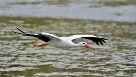 Transport de matériaux