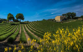 Escapade Provençale