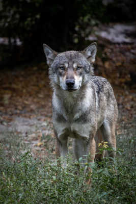 Loup gris aux yeux bleus