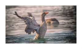 Oie cendrée toilettage.