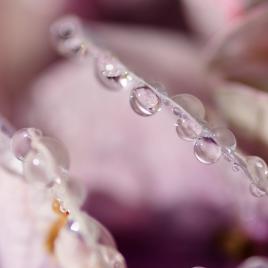 Et je t'offrirai des perles de pluie ...