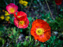 Quelques fleurs