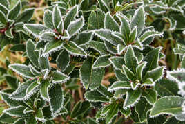 Quand la Nature se pare de givre