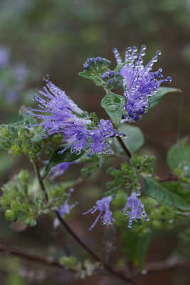 Petites fleurs dans le brouillard