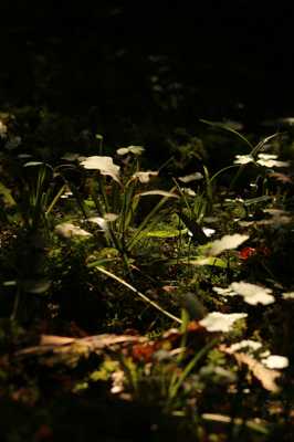 Lumière en sous bois