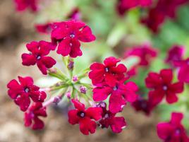 Fireworks flower