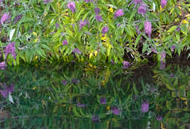 reflets dans la gravière