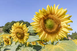 Tournesols