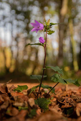 perdues dans les feuilles