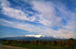 Le Canigou enneigé au-delà des vignes