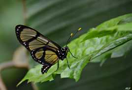 Beauté et fragilité
