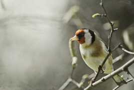 Chardonneret élégant
