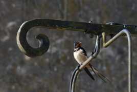 L'hirondelle fait le printemps