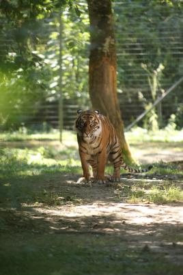 Rencontre avec un tigre