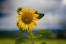 hein! comme on dit jamais deux sans trois, soleil!