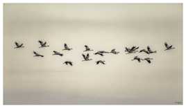 Vol de Grues cendrées