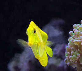 Zebrasoma flavescens