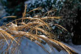 Graminées hivernale