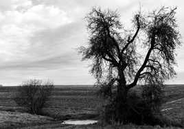 Le vieil arbre et la mare