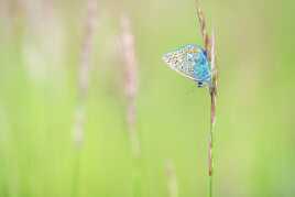 Beauté printanière