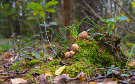 champignons des bois.8