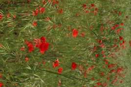 champs de coquelicots