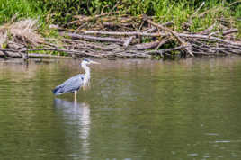 Heron a la peche