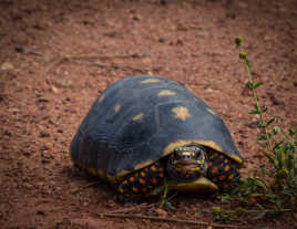 Rencontre sur une piste