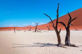 Dead Vlei