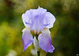 Légèreté florale