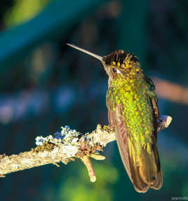 Colibri