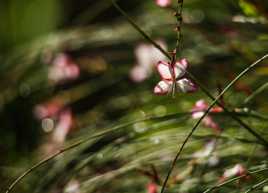 Petite fleur dans la lumière