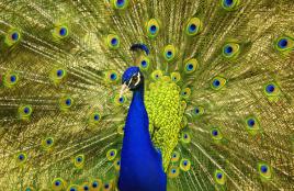 le paon dans toute sa splendeur