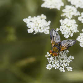 Sur un coussin fleuri