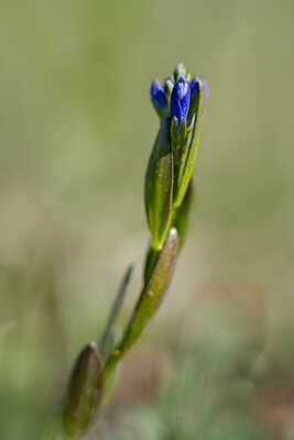 Polygale du calcaire