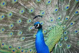 le paon nous fait la cour !