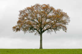 L'Arbre Couleurs d'automne