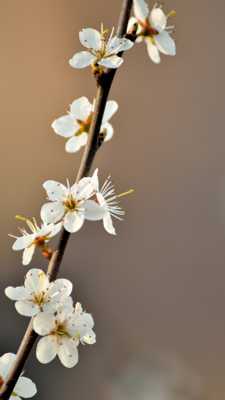 premières fleurs