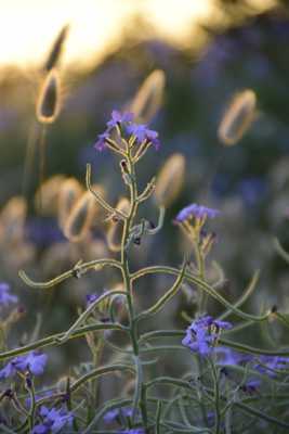 Dune au crépuscule