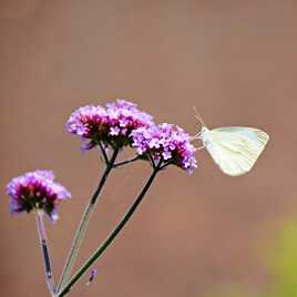 La fleur qui tombe et le papillon