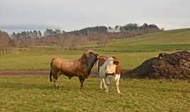 Coup de foudre en Aubrac