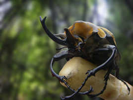 Le Cuirassé Goliath