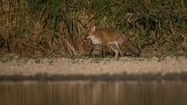 Renard d'eau ....